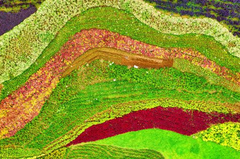 aerial-view-of-green-and-flower-field-3908916